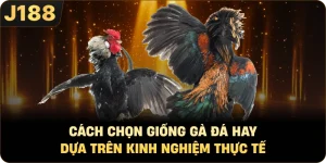 Cách Chọn Giống Gà Đá Hay Dựa Trên Kinh Nghiệm Thực Tế