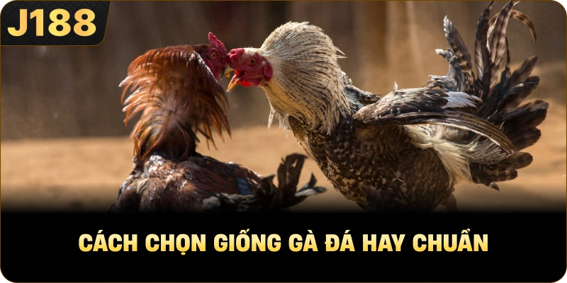Cách Chọn Giống Gà Đá Hay chuẩn
