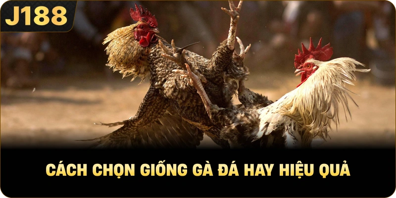 Cách Chọn Giống Gà Đá Hay hiệu quả