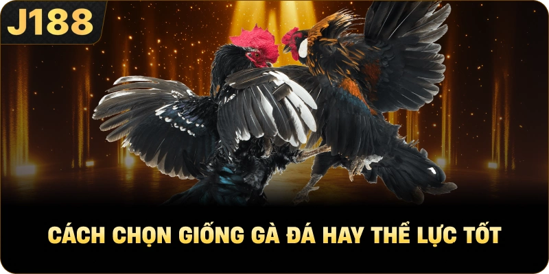 Cách Chọn Giống Gà Đá Hay thể lực tốt
