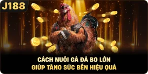 Cách Nuôi Gà Đá Bo Lớn Giúp Tăng Sức Bền Hiệu Quả
