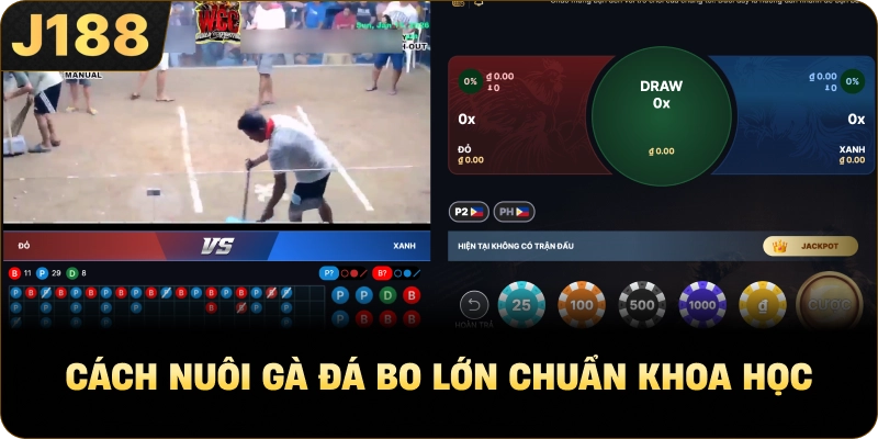 Cách Nuôi Gà Đá Bo Lớn chuẩn khoa học