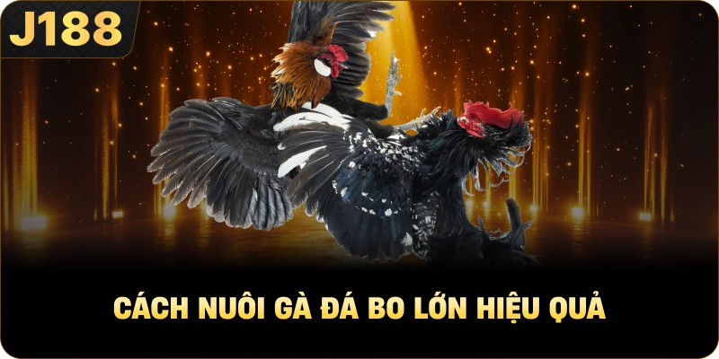 Cách Nuôi Gà Đá Bo Lớn hiệu quả
