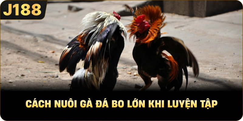 Cách Nuôi Gà Đá Bo Lớn khi luyện tập